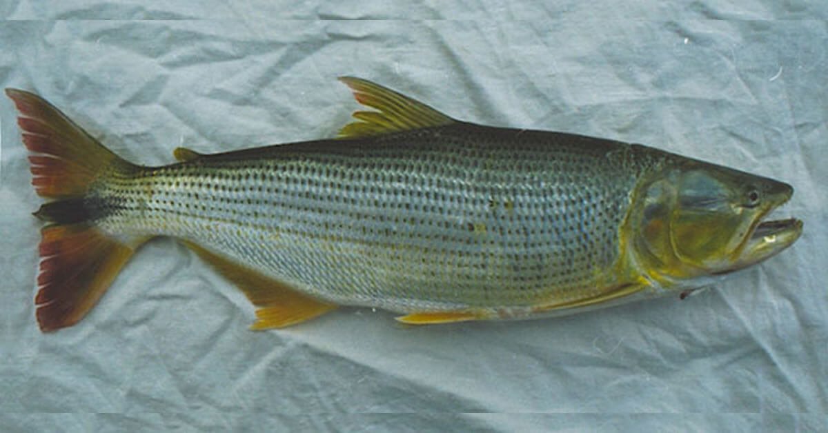Peixe Dourado do São Francisco (Salminus Franciscanus)