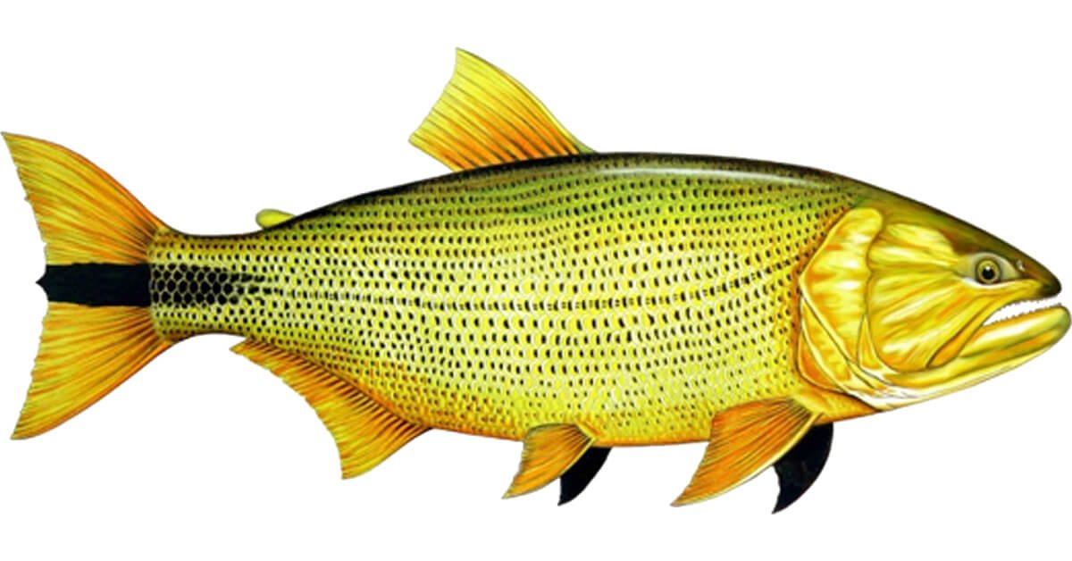 Peixe Dourado (Salminus Brasiliensis)