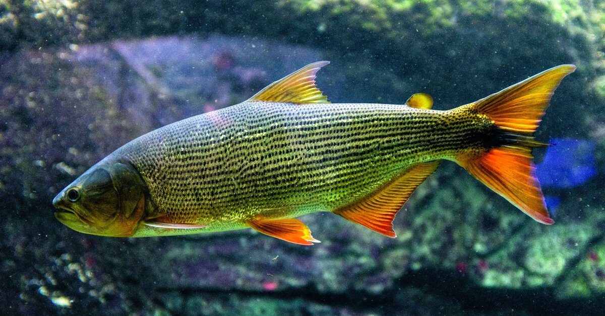 Peixe Dourado (Salminus Brasiliensis)