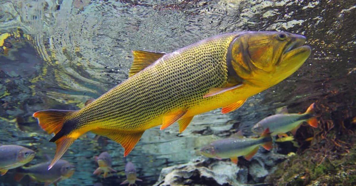 Peixe Dourado (Salminus Brasiliensis)