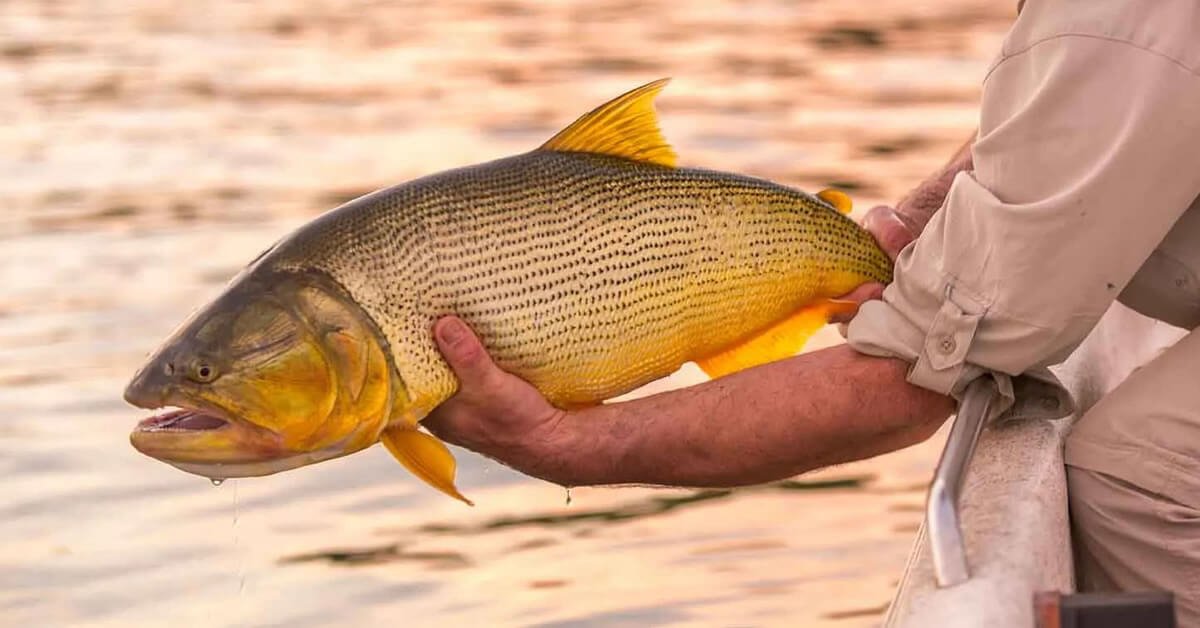 Os Melhores Anzóis para Pescar Dourado: Guia Completo