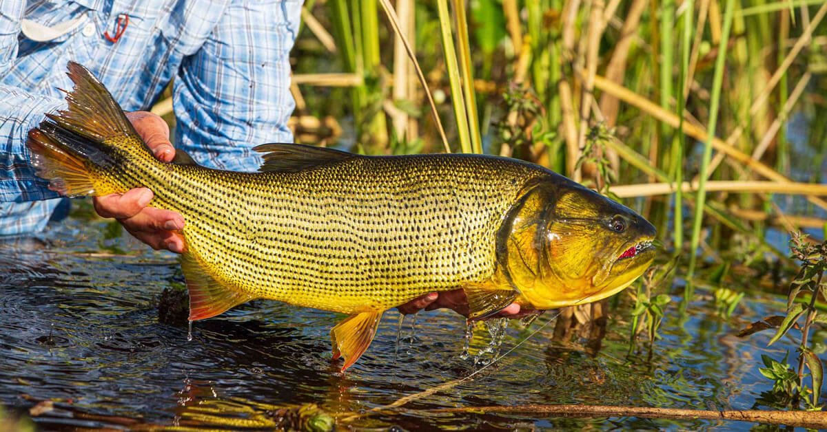 Os Melhores Anzóis para Pescar Dourado: Guia Completo