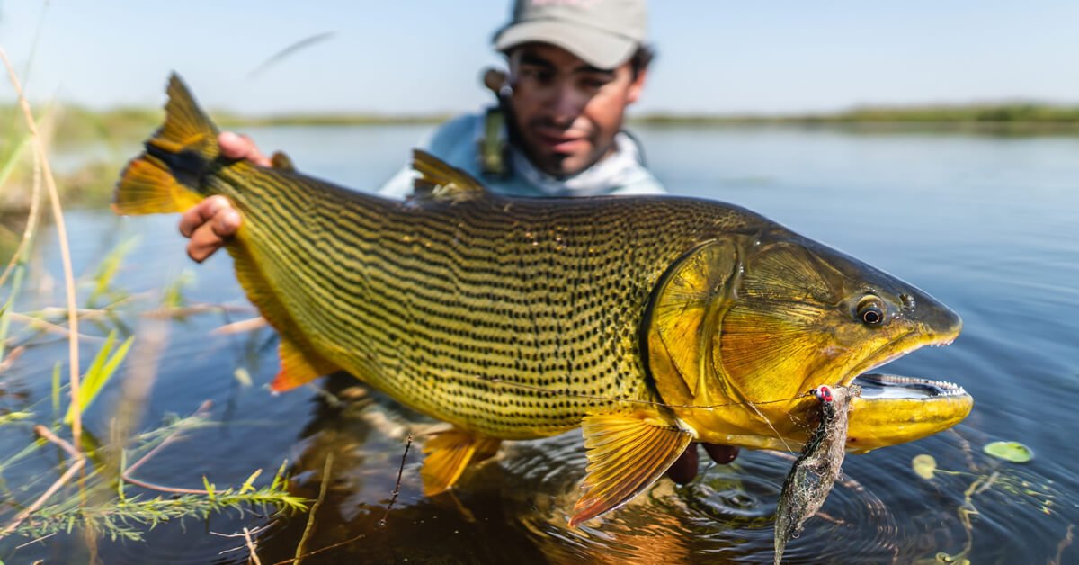 Melhores Linhas para Pescar o Peixe Dourado: Guia Completo