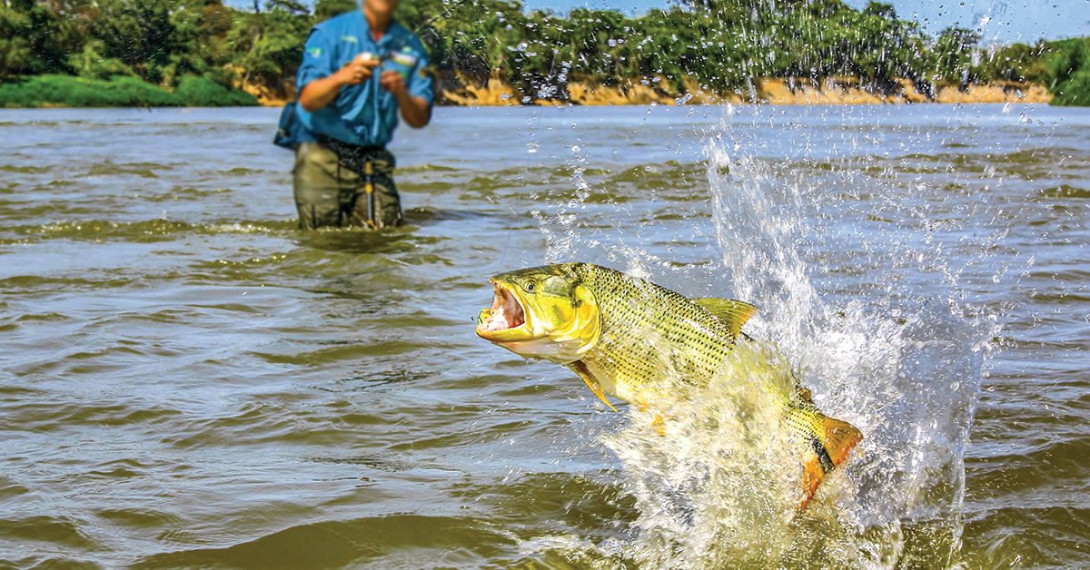 Proibição da Pesca do Peixe Dourado no Rio Paraná: Tudo o Que Você Precisa Saber