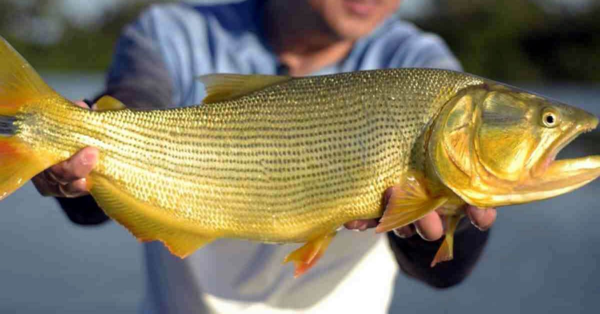 Proibição da Pesca do Peixe Dourado no Rio Paraná: Tudo o Que Você Precisa Saber