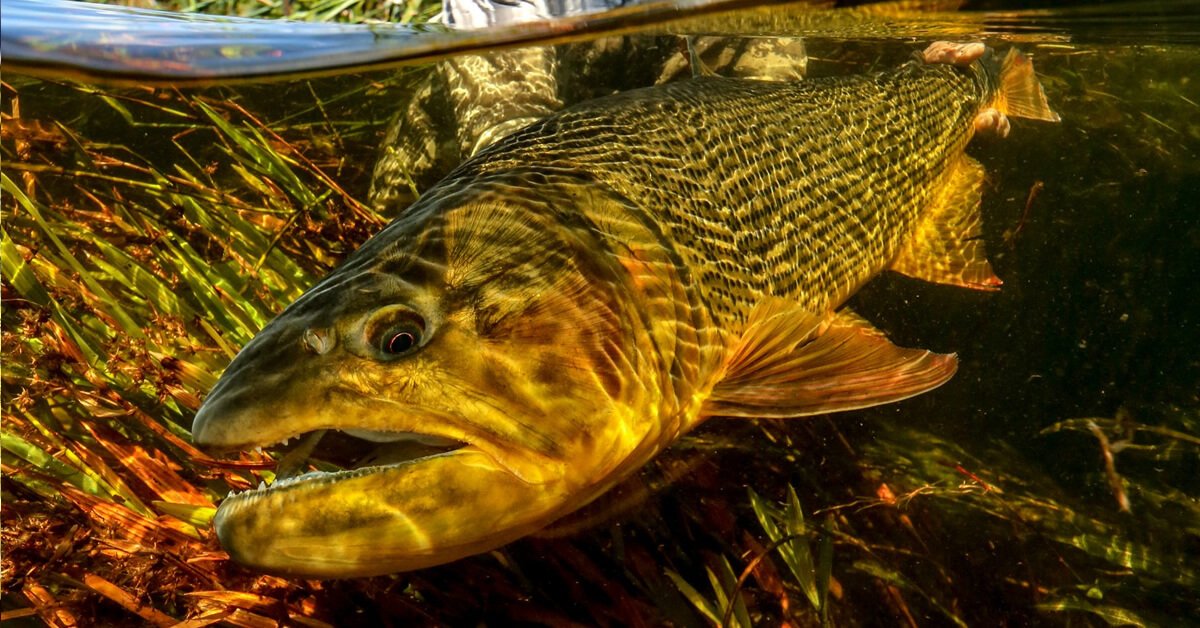 Características do Peixe Dourado: Tudo o Que Você Precisa Saber