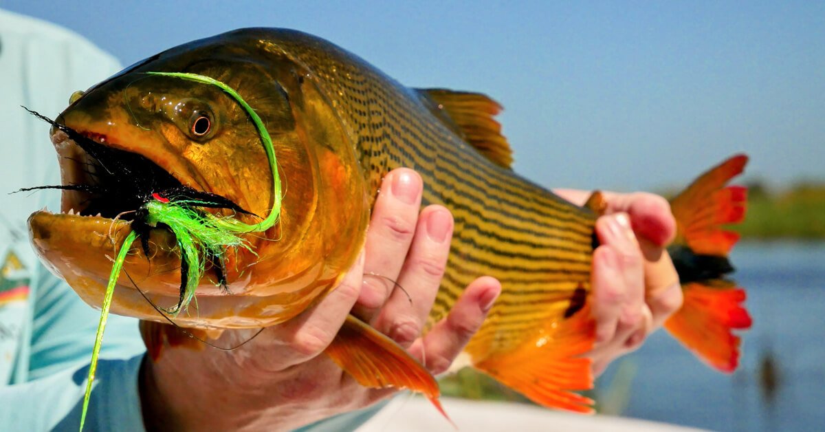 Características do Peixe Dourado: Tudo o Que Você Precisa Saber