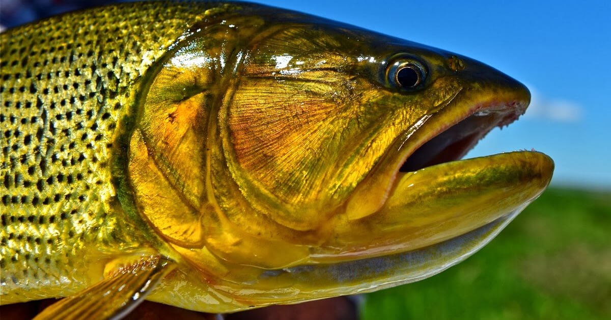 Características do Peixe Dourado: Tudo o Que Você Precisa Saber