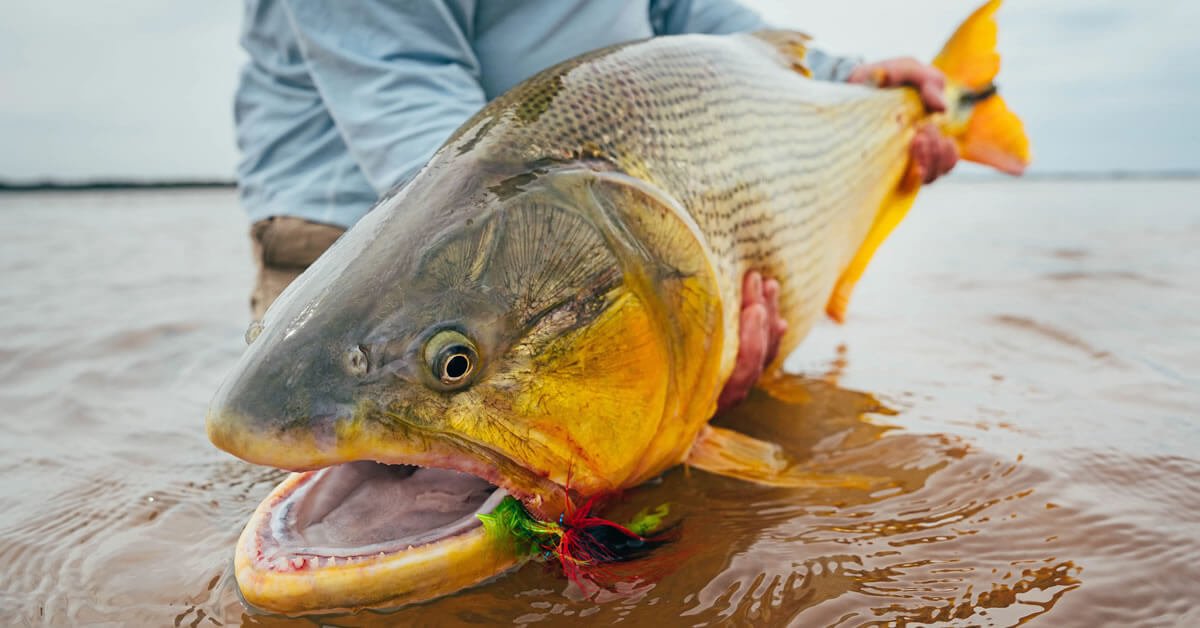 A Pesca de Dourado É Crime? Entenda as Regras e Leis para Pescar Esse Peixe