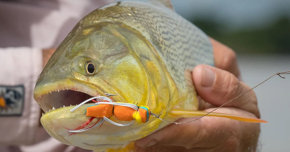 A Pesca de Dourado É Crime? Entenda as Regras e Leis para Pescar Esse Peixe