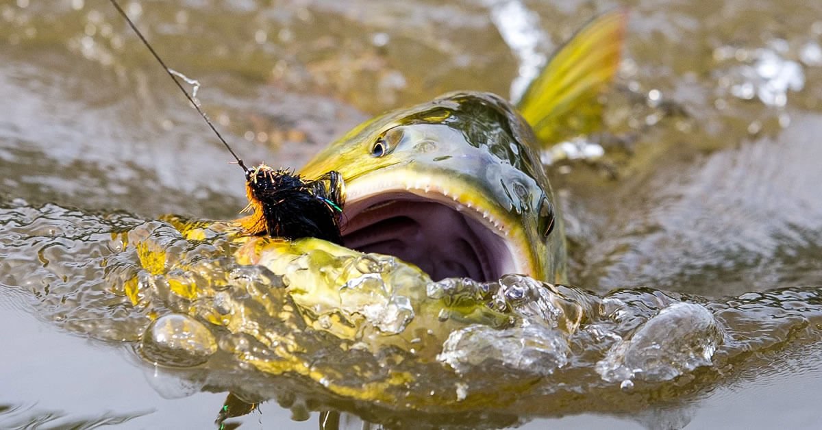 Pesca de Dourado na Rodada: Técnicas e Dicas Essenciais para Sucesso