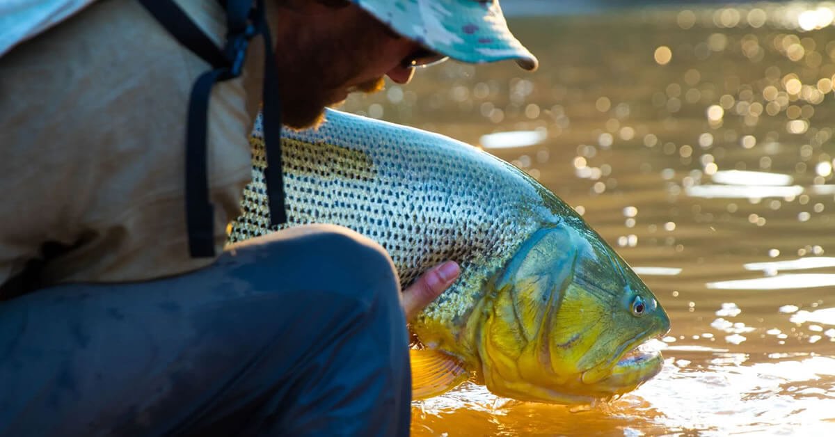 Pesca de Dourado na Rodada: Técnicas e Dicas Essenciais para Sucesso