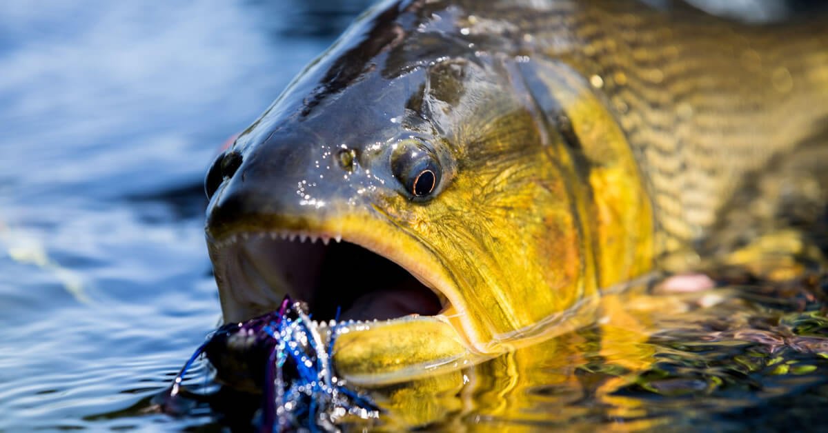 Pesca de Dourado na Argentina: O Paraíso dos Pescadores Esportivos