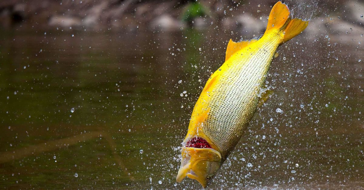 Pesca de Dourado na Argentina: O Paraíso dos Pescadores Esportivos
