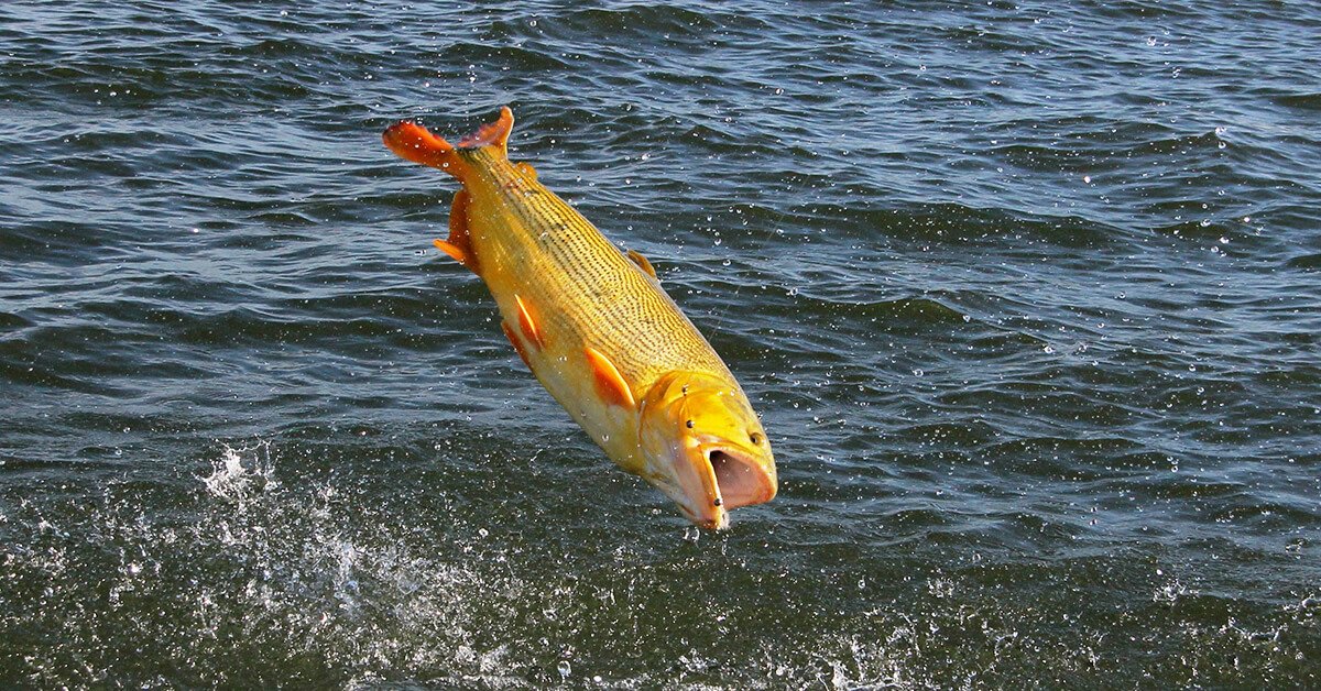 Pesca de Dourado no Pantanal: Guia Completo para Pescadores