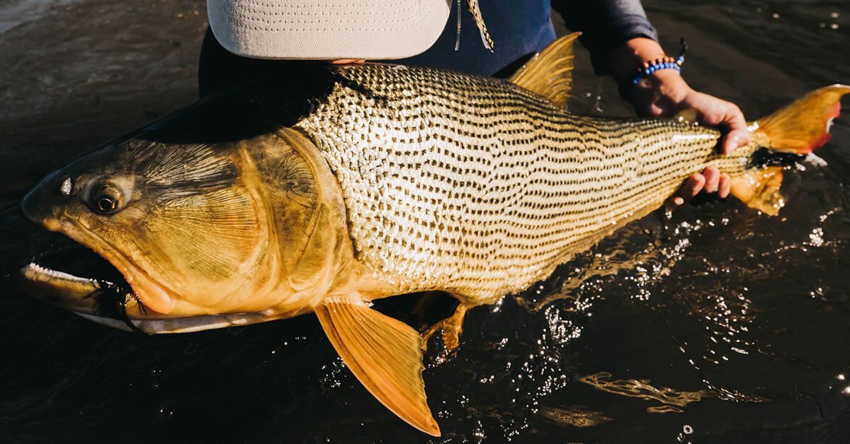 Pescar Dourado no Frio: Dicas e Técnicas para Garantir o Sucesso