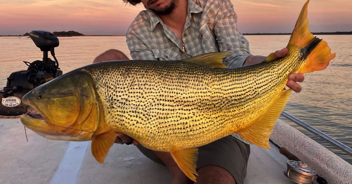 Pesca de Dourado em Paso de la Patria - Argentina