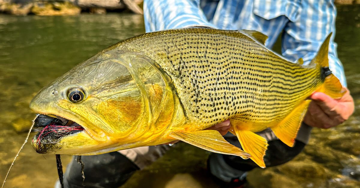 Pesca de Dourado Proibida