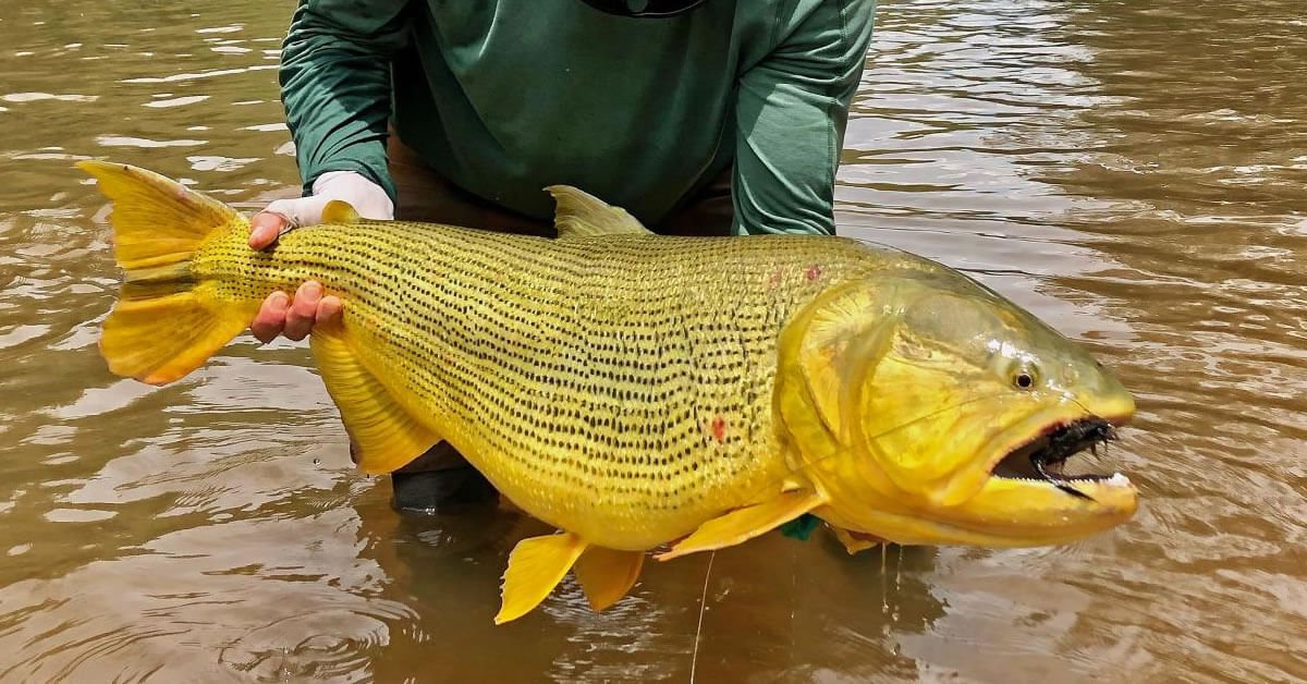 Pesca de Dourado Proibida