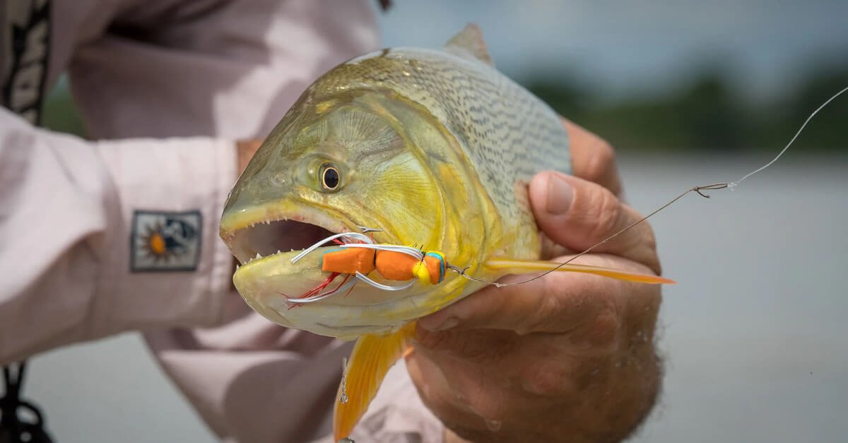 Pesca de Dourado Proibida