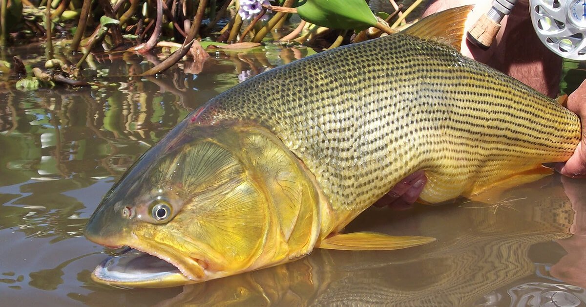 Peixe Dourado de Rio