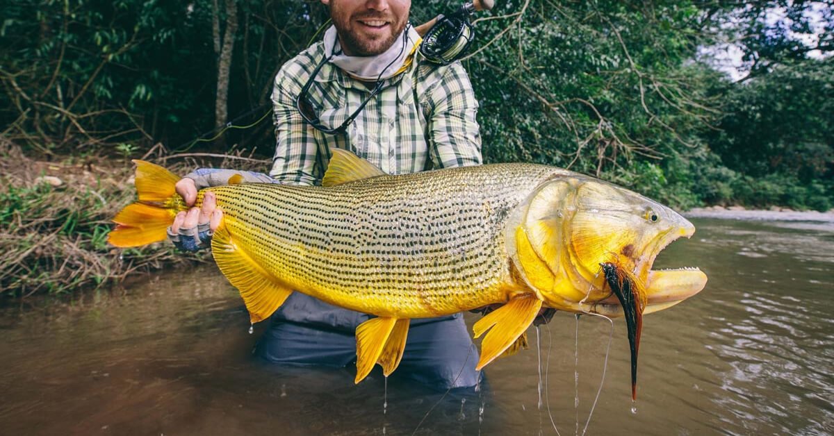 Pesca de Dourado Gigante