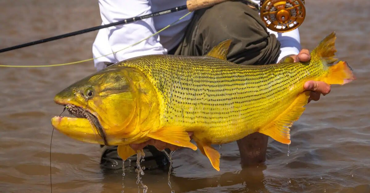 Pesca de Dourado Gigante