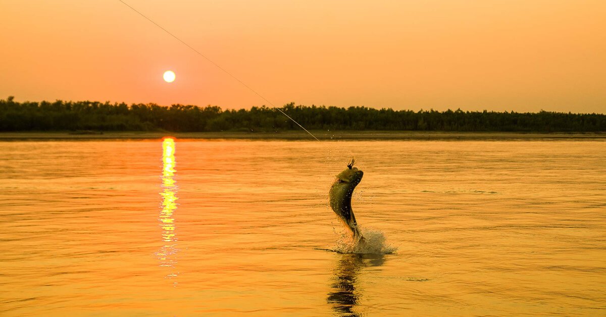 Pesca de Dourado Gigante