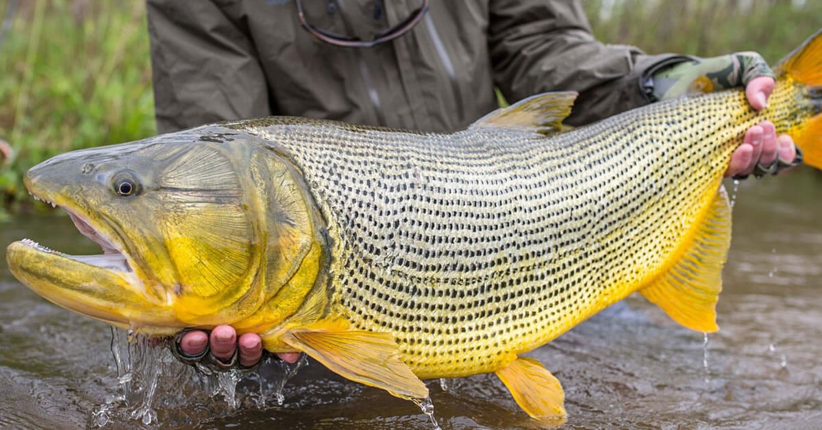 Peixe Dourado Curiosidades: Fatos SurpreendPeixe Dourado Curiosidades: Fatos Surpreendentes Sobre Este Incrível Peixeentes Sobre Este Incrível Peixe