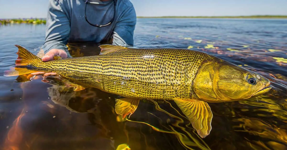 Peixe Dourado do Rio