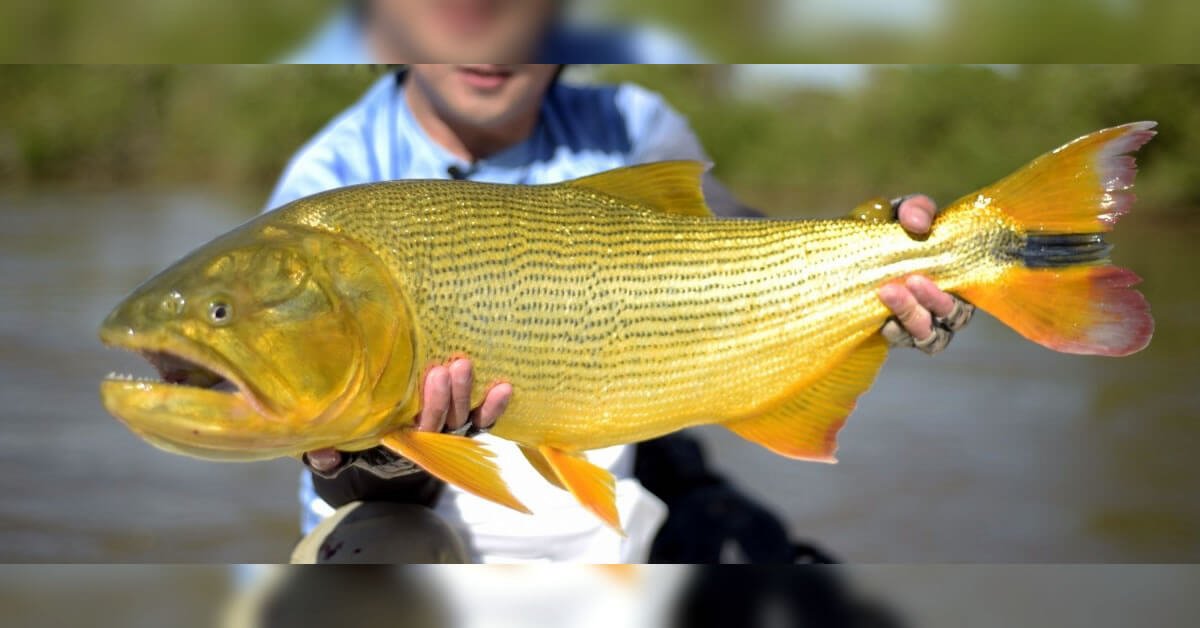 Como se Pesca Dourado