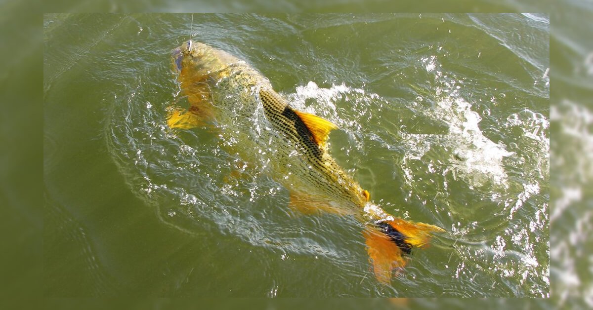 Melhor Isca Artificial para Dourado de Rio